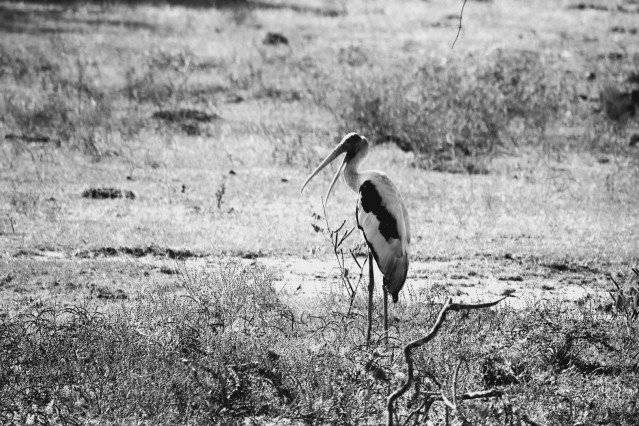 Stork