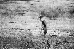 Stork
