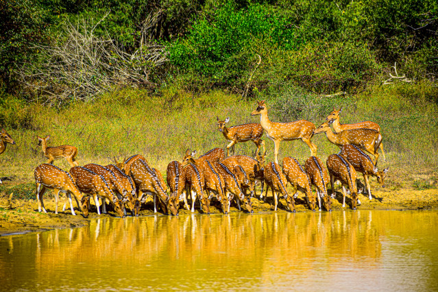 Flock of deers