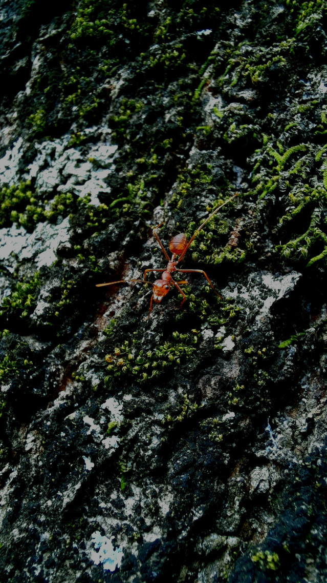 Ant