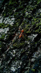 Ant