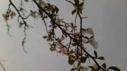 Ant