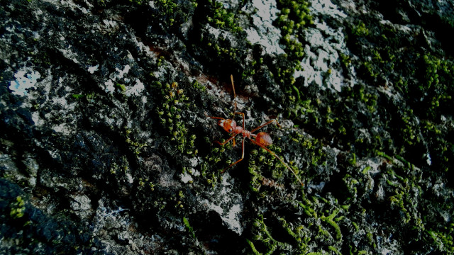 Micro ant