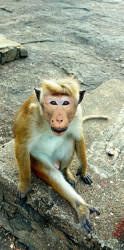 Smiling Monkey