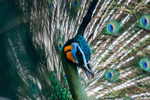 Peacock