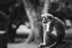 Monkey