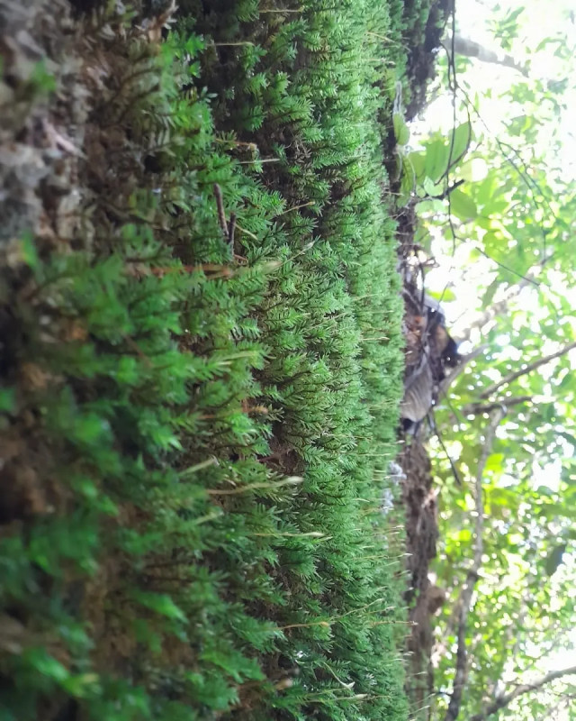 Moss - It's More Than It Meets the Eye