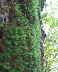 Moss - It's More Than It Meets the Eye