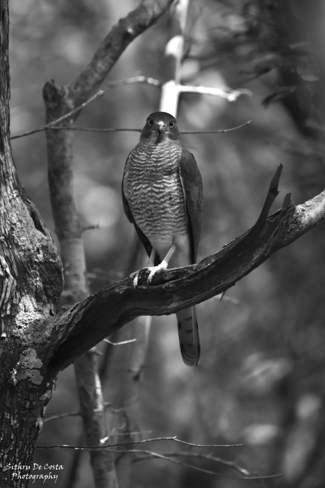 Birds Of Prey