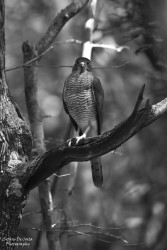 Birds Of Prey