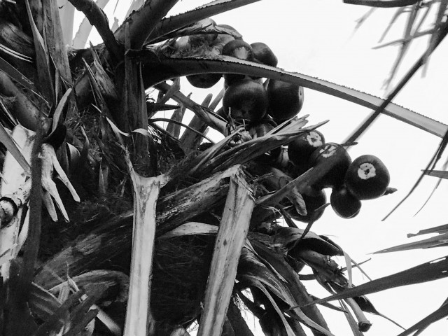 Palmyra Palm