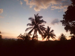 TOWERING COCONUT TREES SILHOUETTED