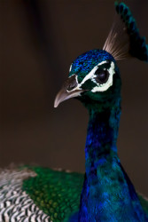 Nature's Jewel
