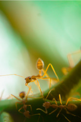 Nature's Architects