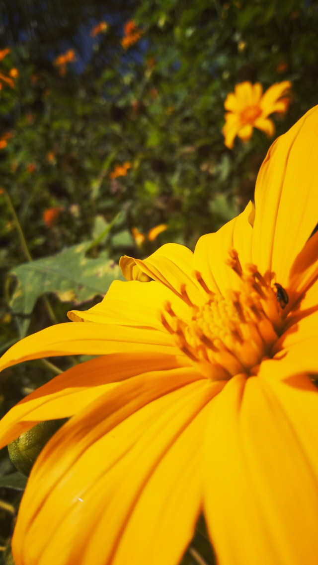 Beautiful Sunflower