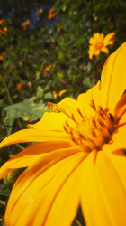 Beautiful Sunflower