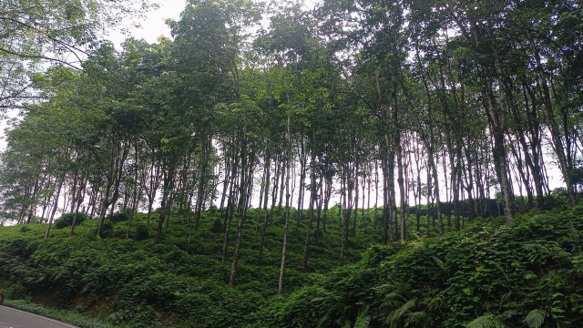 Nature