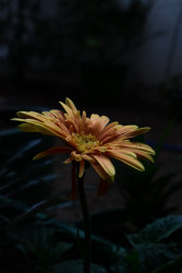Hidden droplet