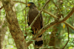 Phillippine serpent eagle