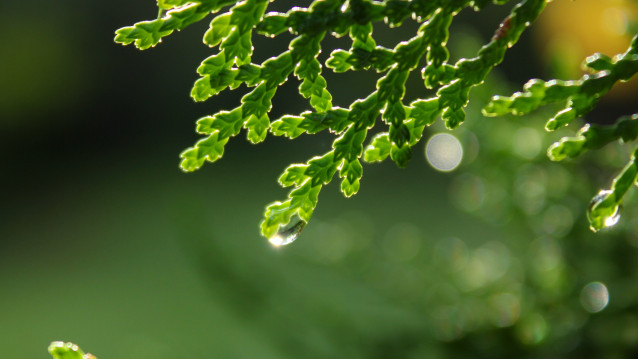 Drop of Sun