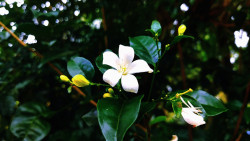 Semal Vishmitha