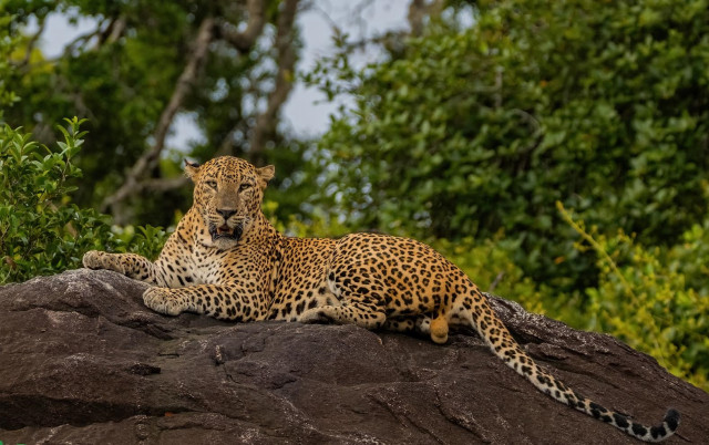 Sri Lankan Tiger