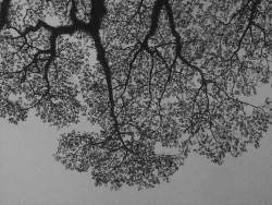 Lungs Of The Earth