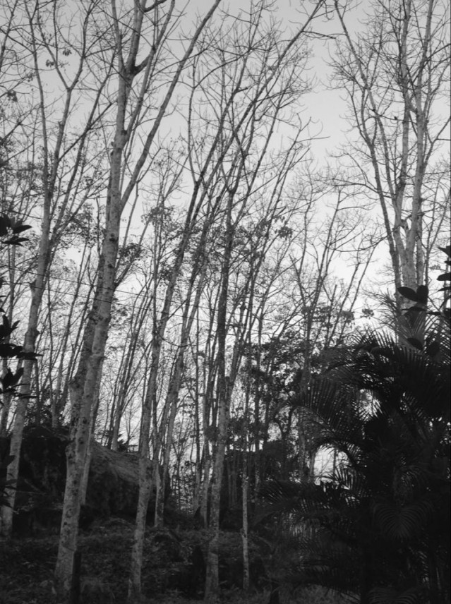 Rubber Trees