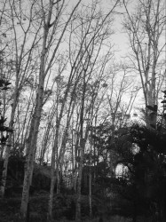 Rubber Trees