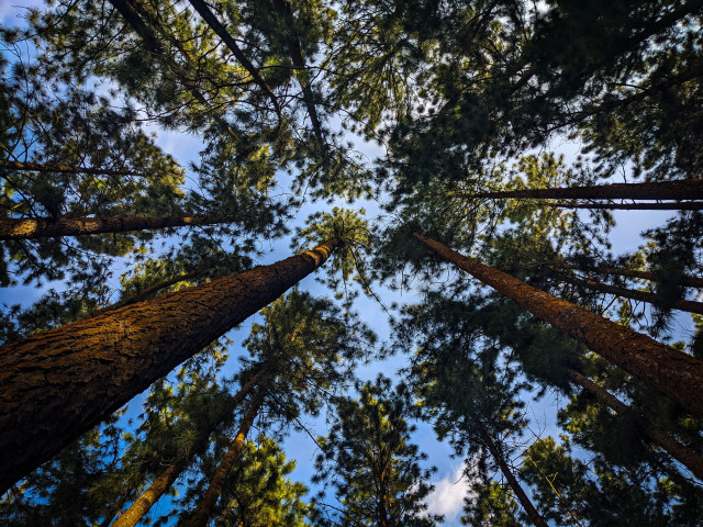 Looking Up!