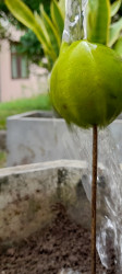 Green lime