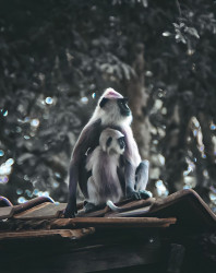 Mother's Love