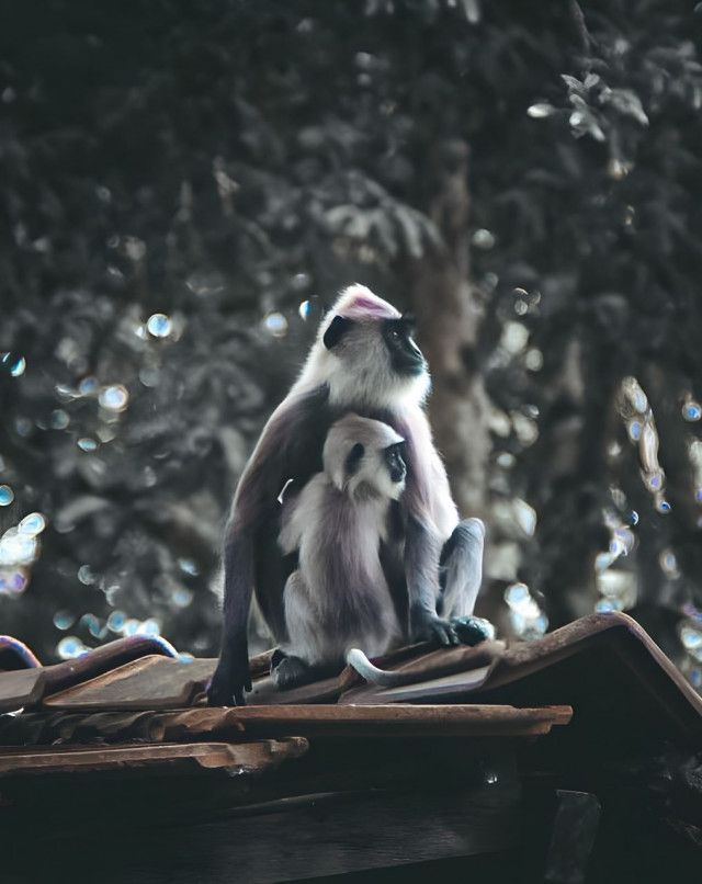 Mother's Love