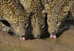 Puddle of family