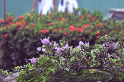 greeny flora