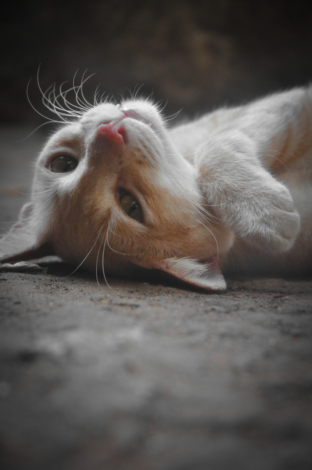 Eyes Of Love
