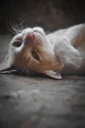 Eyes Of Love