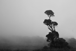 Alone in mist
