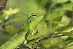 Camouflage
