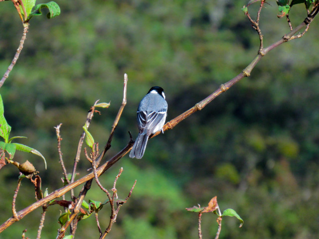 bird