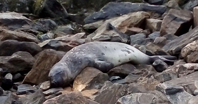 Seal in Colombo