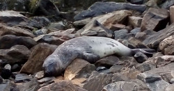 Seal in Colombo