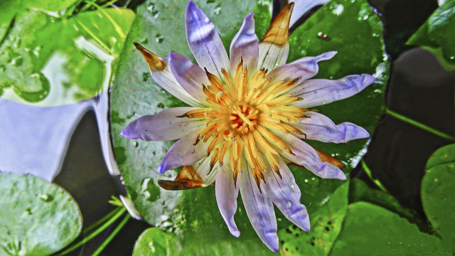 Nature's colours
