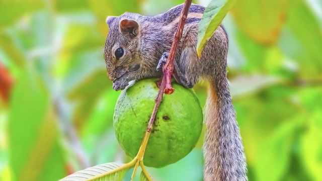 Thief in the Garden