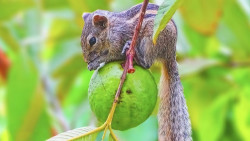 Thief in the Garden