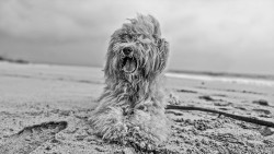 Man's best friend