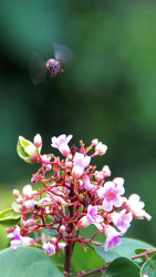 Honey Sucker