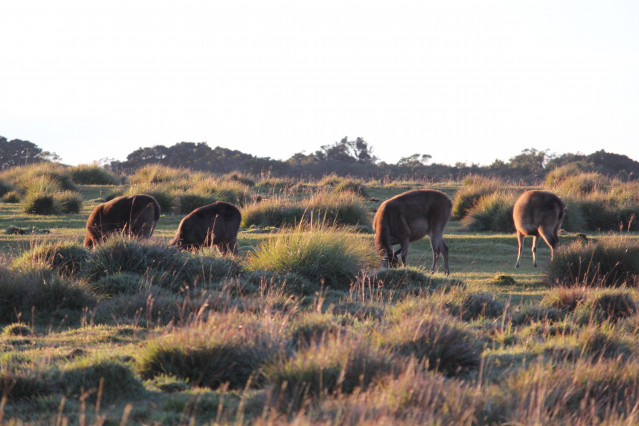 Grazing in the Glow