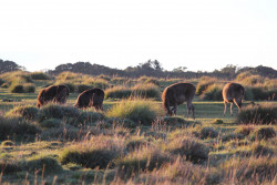 Grazing in the Glow