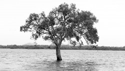 Stranded